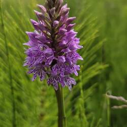 Common spotted orchids