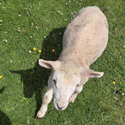 A very friendly lamb!