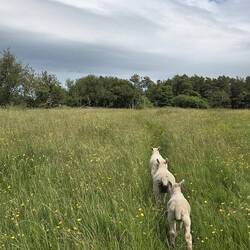 Lambs lead the way 😅