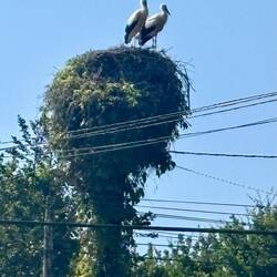 Accidentally referred to them as pelicans. Nope.
