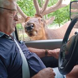 Grosse Hirsche🦌