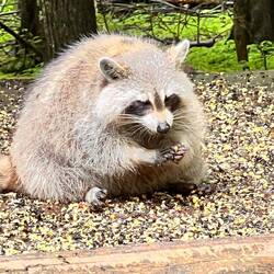 Waschbären