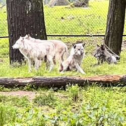 Wolfs Rudel