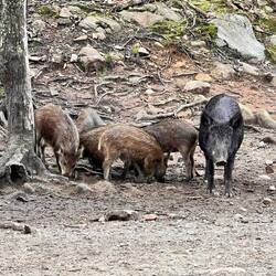 Überall Wildschweine🐗