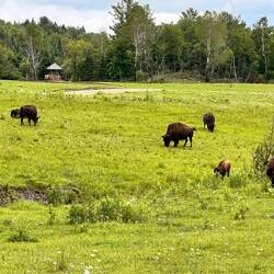 Ganze Bisonherde