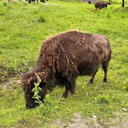 Bison