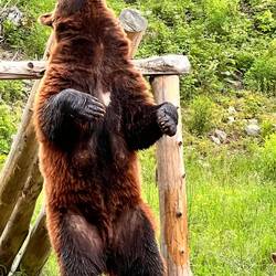 Schwarzbraun am sich kratzen