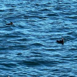 Two Pigeon Guillemots last evening in Tribune Bay. You can also see the wind wave action.