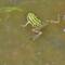 Der Frosch hatte es heute gut