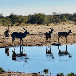 Kudu und Oryx
