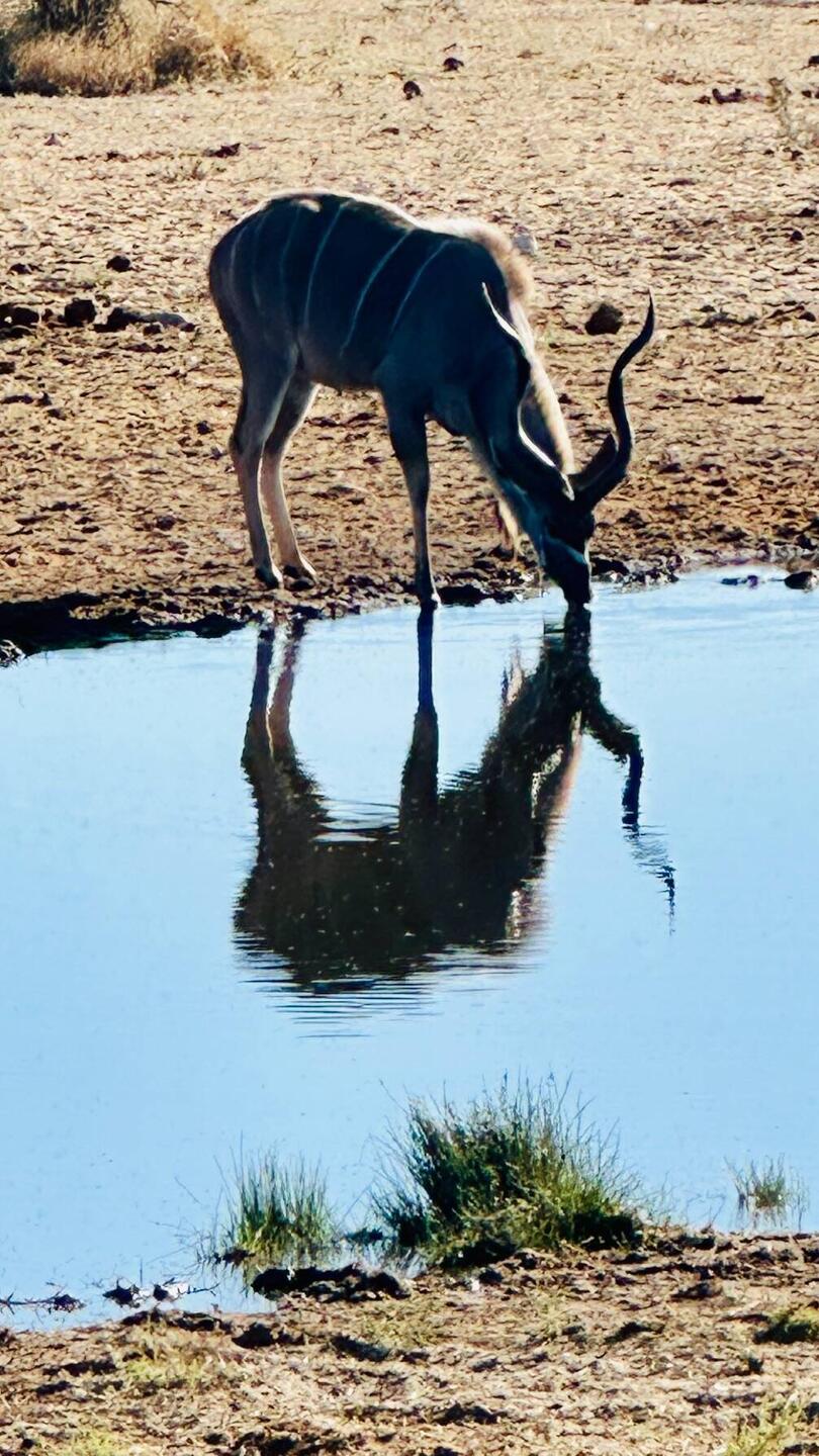 Kudu