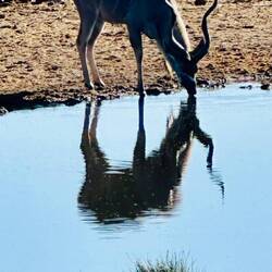 Kudu