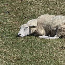 Siesta bei 30 Grad.