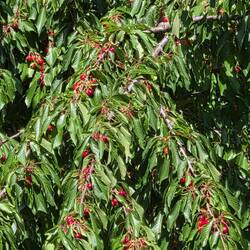 Tree loaded with ripe cherry