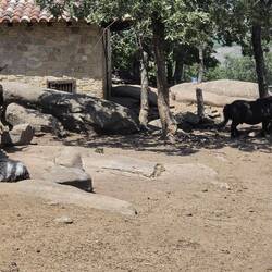 Donkeys near hotel, no idea how they are used