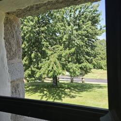 Cherry tree out by bedroom windows