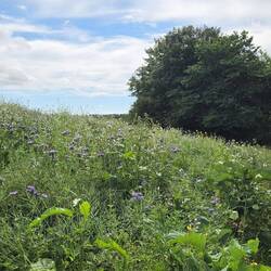 Another overgrown path