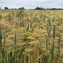 Wheat and barley together