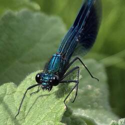 A banded damoiselle