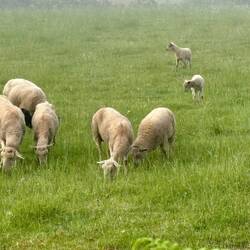 Notice the black sheep trying to hide.