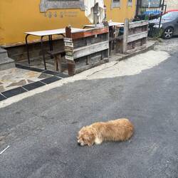 The town dogs are so used to people they barely budge.