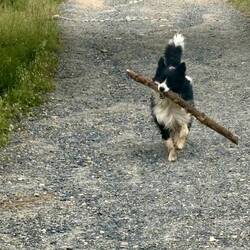 This guy is a pilgrim. He wouldn't leave his big stick behind.