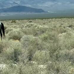 Wildpferde auf dem Weg nach Las Vegas