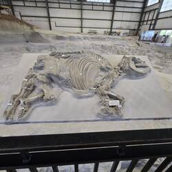 Skeletons were very complete because they were covered quickly by ash.