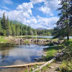 Damn, that is an impressive beaver dam!