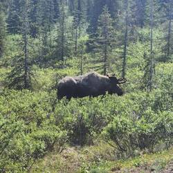 Moose!