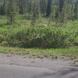Moose again