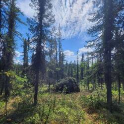 Burn pile to help protect park assets by thinning the forest and then burning piles in the winter.