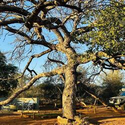 Marula Tree
