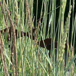 Fische im Schilf