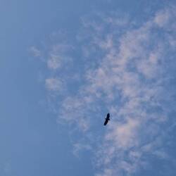 Vermutlich Seeadler, sind hier verbreitet