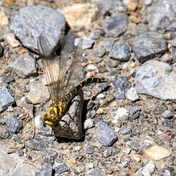 Die Libelle war ganz schön groß!