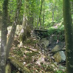 Durch den Wald nach oben