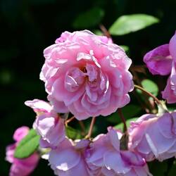 ...and the rose.
