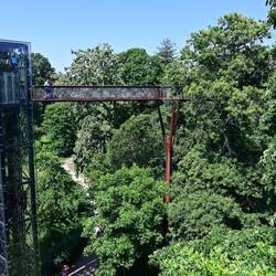 The Treetop Walkway