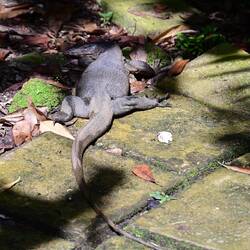A garden guardian