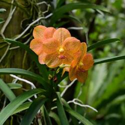 In the Orchid Garden