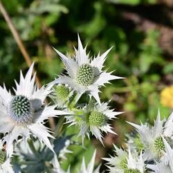 Singapore has its orchids, England the thistle...