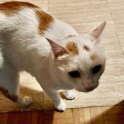 Manque le son, mais voilà Sureau 🐈