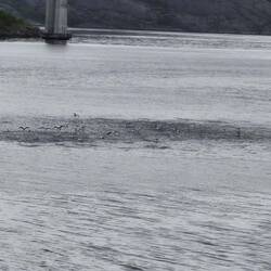 Was springt da im Fjord?