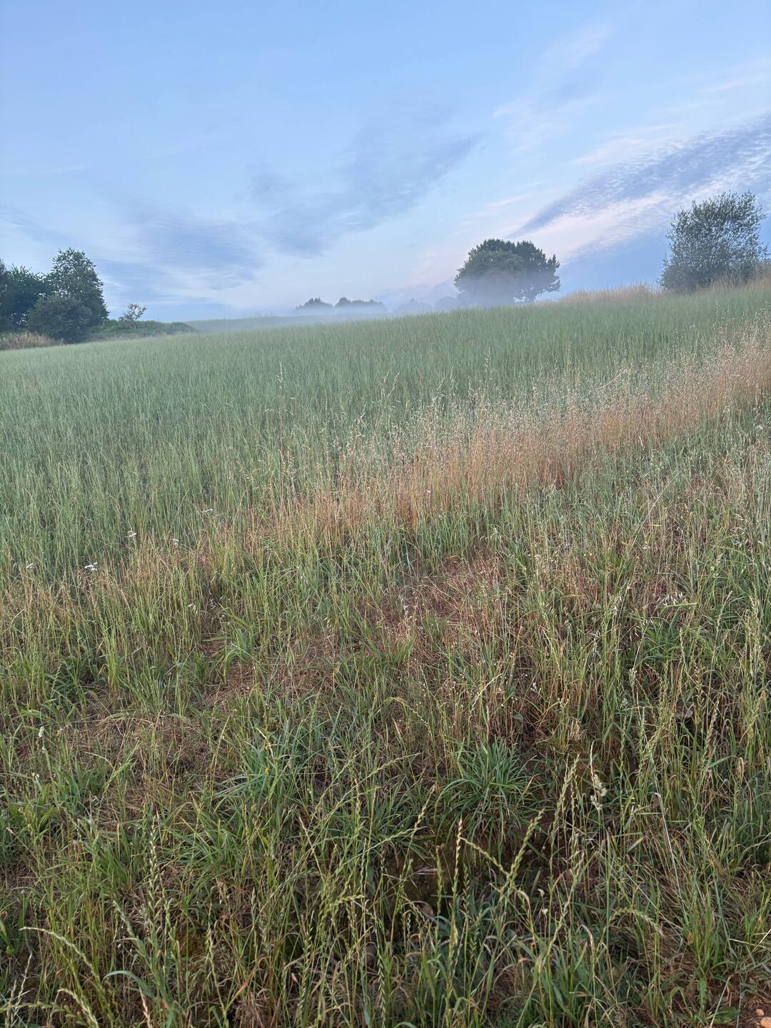Another foggy morning.