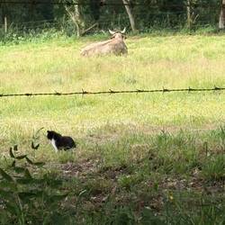 That classic yoga pose, cat cow.