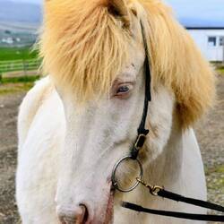This horse had beautiful blue eyes - but was cranky and kept kicking it's handler