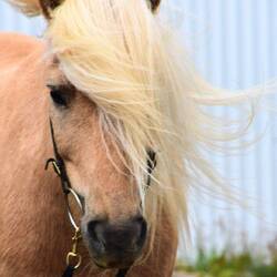 When a horse has better hair than you ...