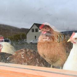 Curious chickens 🤣