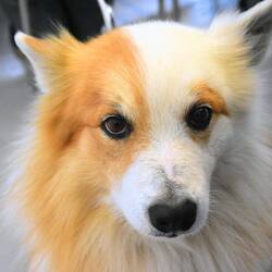 Icelandic sheep dog - it was so sweet